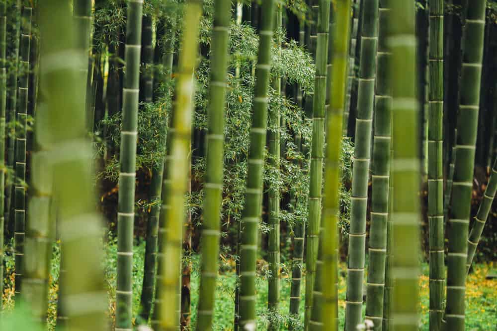 funciones del bambú
